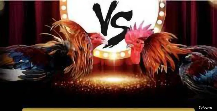 Trải Nghiệm Cá Cược Đá Gà Xoso333 Đẳng Cấp Hàng Đầu Châu Á