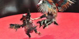 Bí Quyết Tham Gia Đá Gà Sabong Tại Xoso333 Đỉnh Cao Nhất Năm Nay